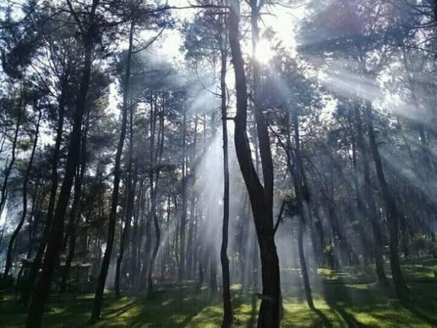 Jelejahi Keindahan Hutan Pinus Purwakarta di Wisata Alam Pasir Langlang