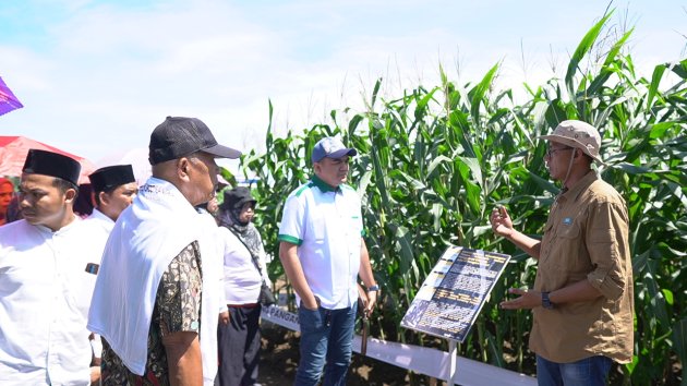 Syngenta Indonesia Luncurkan Benih Jagung Bioteknologi Pertama Di Indonesia