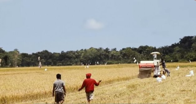 Hasil Panen Padi Food Estate di Sumba Tengah Naik