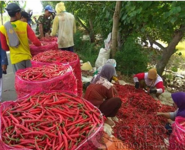 Wacana Buka Keran Impor Dinilai Ciderai Petani Cabai