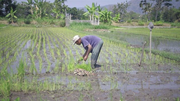 Terima Kasih Petani Jatim Sambut Tambahan Pupuk Subsidi 28 Triliun