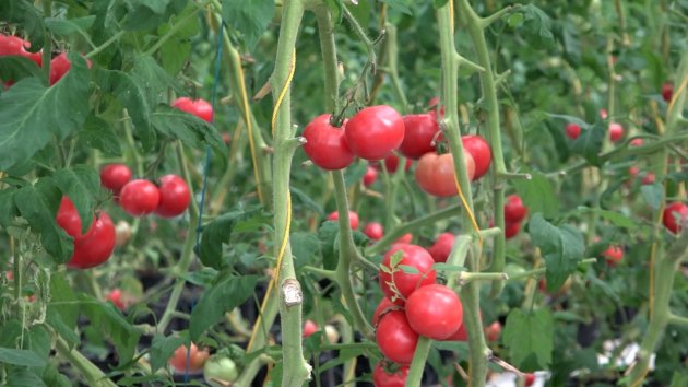 Pupuk Cair ExtraGen Bantu Petani Hortikultura Cianjur Tetap Exis di Tengah Pandemi