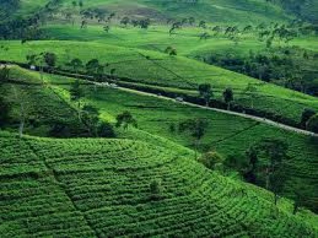 Memanjakan Hati dan Pikiran di Kebun Teh Kemuning Karanganyar