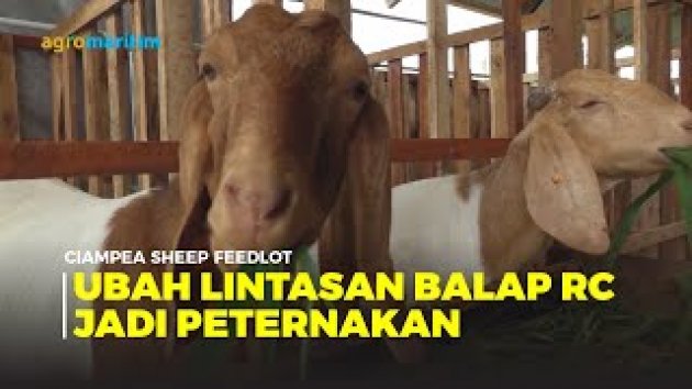 CSF Farm Bogor; Peternakan Kambing Modern Terintegrasi Bank Pakan