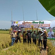 Gubernur Kalsel Dan Bupati Banjar Panen Padi Bersama Dan Resmikan SP3T