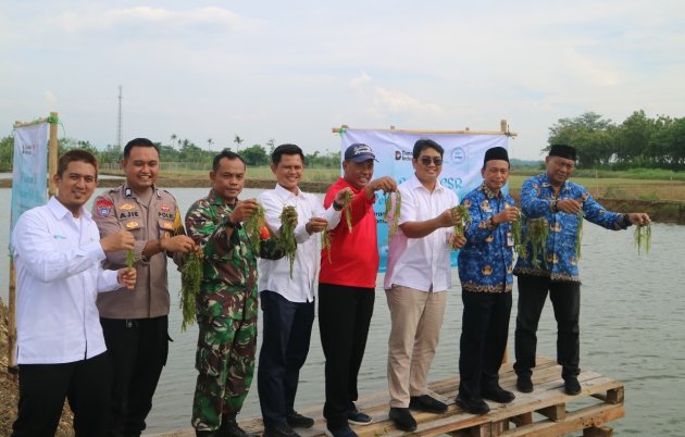 Kolaborasi dengan Nelayan, PT BAg Wujudkan Pertumbuhan Berkelanjutan Lewat Budidaya Anggur Laut