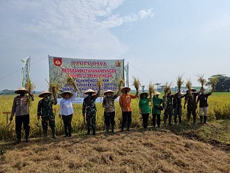 Kodim Pekalongan Sukses Panen Padi di Lahan Tidur Berkat Pupuk Cair Organik Extragen