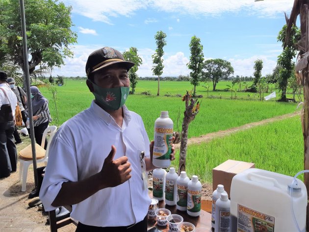  Wow, Ternyata Urine Sapi Bisa untuk Basmi Hama Tikus