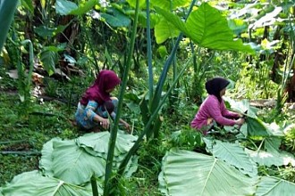 Genjot Pertumbuhan Ekonomi dari Budidaya Umbi dan Daun Talas Beneng