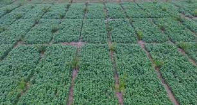 Kembangkan Industri Kedelai dengan Pemilihan Varietas Unggul yang Tepat