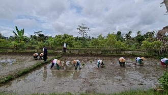 Petani Gunung Kidul Tanam Demplot Perbenihan Padi Hibrida HIPA 21