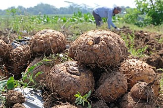 Menggali Potensi Bisnis Porang 