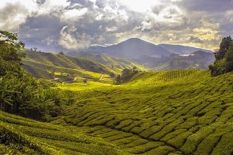 Perdagangan Karbon Di Lahan Perkebunan