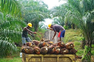 Waktunya Petani Sawit Produksi CPO