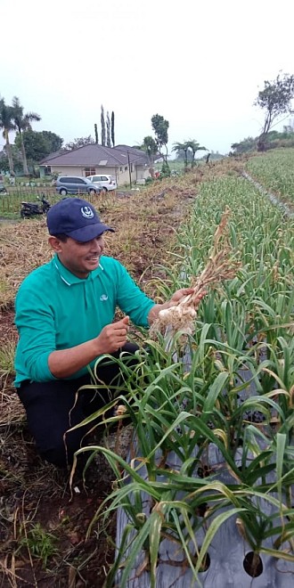 Perluas Sentra Produksi, Kementan Dorong  Sukabumi Kembangkan Bawang Putih