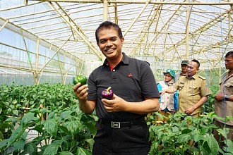 Tidak Terpengaruh Kekeringan, Petani Cabai di Cianjur dan Sukabumi Mampu Pasok Jakarta 10 Ton Per Hari