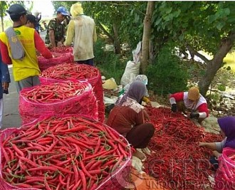 Wacana Buka Keran Impor Dinilai Ciderai Petani Cabai