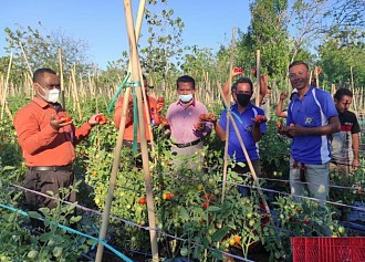 Jano Panen Perdana Tomat Pada Hari Ulang Tahunnya