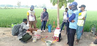 Kementan Amankan Produksi Padi dari Serangan Penggerek di Subang