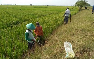 Begini Cara Aman Kendalikan Hama Tikus Ala Kementan