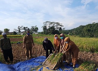 Produktivitas Padi Petani Ciamis Meningkat Berkat Program OPIP Kementan