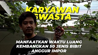 Budidaya Anggur Impor di Halaman Rumah; Perawatan Mudah, Buah Melimpah