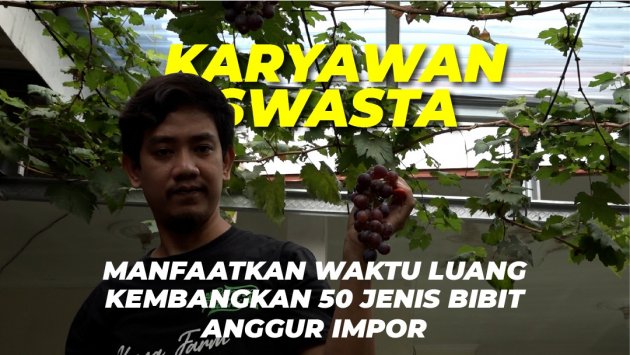 Budidaya Anggur Impor di Halaman Rumah; Perawatan Mudah, Buah Melimpah