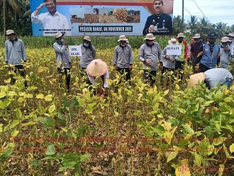 Kementan Bersama Bupati Pesisir Barat Panen Perdana Kedelai 