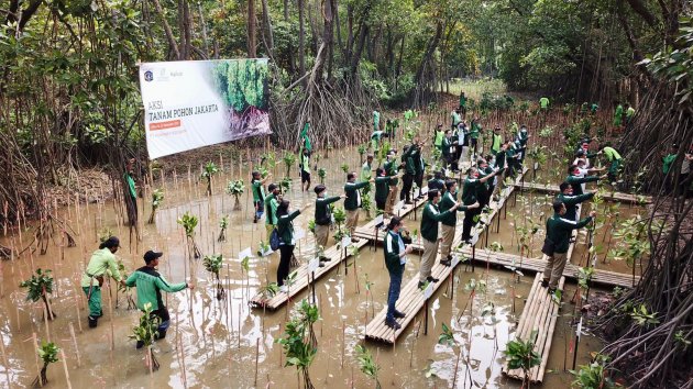 Apical Group Gandeng Pemerintah Selamatkan Mangrove di DKI Jakarta