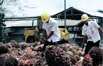 Langkah Smart Sinar Mas Agribusiness and Food