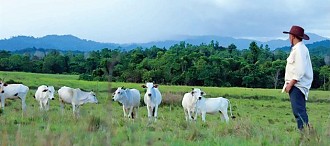 BULS Peternakan Sapi Terintegrasi