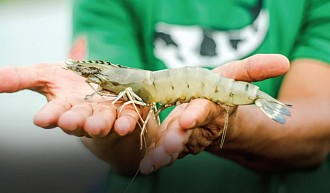 Udang Kaltara Was-Was Tarif Impor, Apindo Berjuang