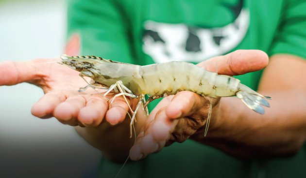 Udang Kaltara Was-Was Tarif Impor, Apindo Berjuang
