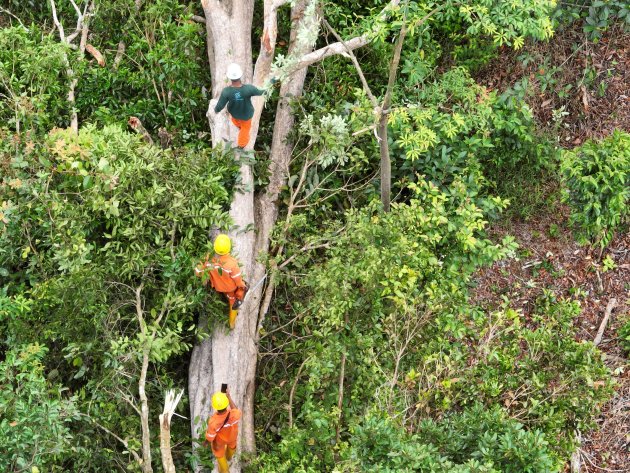 PLN Babel Bersama Warga Bersihkan Pohon Kritis, Jaga Keandalan Transmisi 150kV