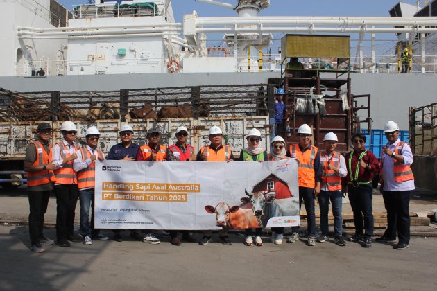 Berdikari Datangkan Ribuan Sapi Brahman Cross dari Australia, Perkuat Pasokan Daging Nasional 2025