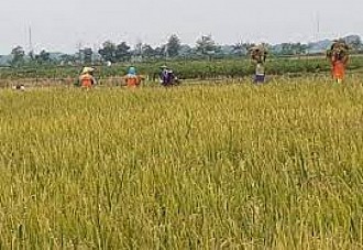 Komitmen Bersama Serap Gabah 100.000 Ton Disambut Baik Petani Grobogan