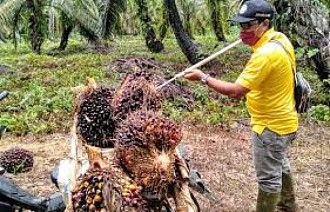 APPKSI Minta Jokowi Cabut Bea Keluar Ekspor CPO Buat Beban Petani Sawit 