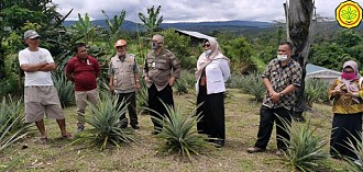 Nanas Pakpak, Ikon dari Ujung Barat Sumatera yang Siap Tembus Pasar Ekspor