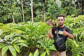 Mengenal Suweg dan Iles-Iles yang Banyak Khasiat