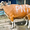 PNM Teruskan Bentuk Syukur HUT ke-26 Lewat Sedekah Kurban di 26 Titik