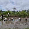 Petani Gunung Kidul Tanam Demplot Perbenihan Padi Hibrida HIPA 21