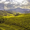 Perdagangan Karbon Di Lahan Perkebunan