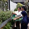 Nasabah PNM Geluti Urban Farming Bantu Program Cegah Stunting