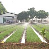 PT Pupuk Kujang Perkenalkan Formula Baru Pupuk NPK Nitrat Pertama Di Indonesia Untuk Peningkatan Produksi Hortikultura Nasional