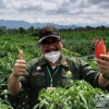 FOOD ESTATE JAWABAN INDONESIA AKAN KRISIS PANGAN DUNIA