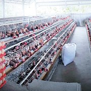 PT Janu Putra Aktif Berkontribusi Memenuhi Kebutuhan Protein Nasional