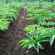 Moeldoko Sinergi Kementan Kembangkan Komoditas Porang dan Walet