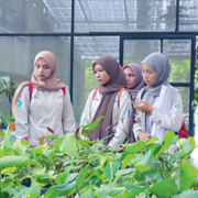 Pelita Desa Nursery Bisnis Tanam Hias Tembus Mancanegara