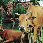 Warning PPSKI Industri Peternakan Hancur Bila Lambat Tangani Virus