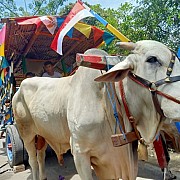Desa Bengking Klaten Menjadi Pionir Desa Agro Eduwisata